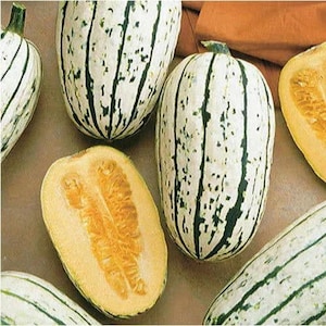 Nasiona dyni Delicata: Dynia zimowa Heirloom Non-GMO
