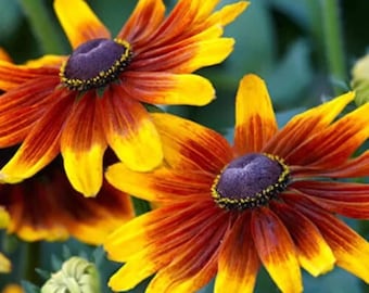 Gloriosa Daisy Samen | Schwarzäugige Susan | Rudbeckia Hirta | Heirloom Non-GMO