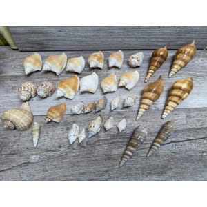 May include: A collection of various seashells in shades of white, tan, and brown. The assortment includes conch shells, spiral shells, and other unique shapes, arranged on a wooden surface. The shells vary in size and texture.