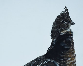 Ruffed Grouse Watercolor & Gouache Painting print