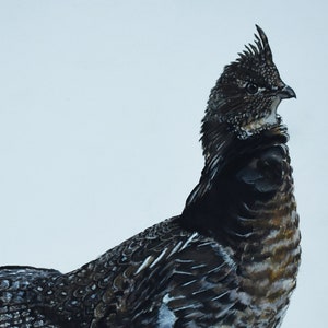Ruffed Grouse Watercolor & Gouache Painting print