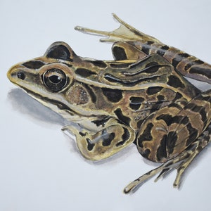 Original Leopard Frog Watercolor Painting