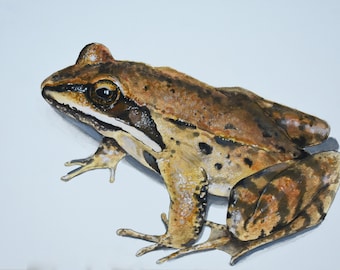Original Wood Frog Acuarela Pintura