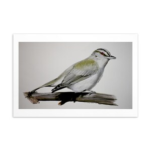 Red-Eyed Vireo Watercolor & Gouache Painting print