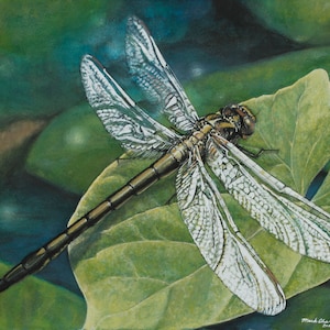 Dragonfly Watercolor and Gouache Painting Print