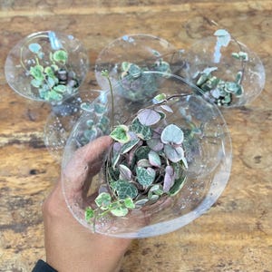 May include: Several small Ceropegia woodii variegata plants, commonly known as string of hearts, are contained within individual clear plastic cups. The heart-shaped leaves feature variegated patterns of green, white, and soft pink hues.