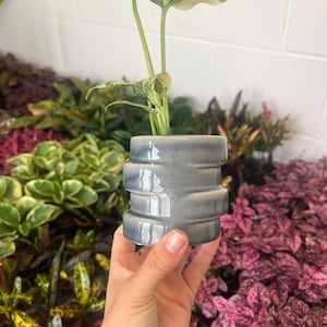 May include: A small, grey ceramic planter with a ribbed design contains a young plant with large, variegated green and white leaves. The planter is held in a hand, with other plants visible in the background.