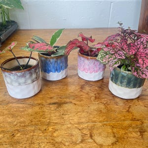 May include: Four small ceramic plant pots with glazed rims and white bases, each containing a different houseplant. The rims are blue, pink, green, and a brown-purple mix. The plants have green and pink leaves.