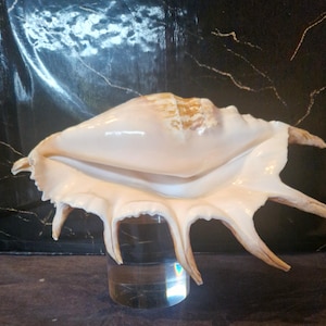 Op de afbeelding: Een grote, gebroken witte spinkonkschelp met een glad, langwerpig lichaam en verschillende duidelijke, gebogen, vingerachtige uitsteeksels die zich uitstrekken vanaf de buitenlip. De schelp vertoont subtiele bruine tinten bij de top.