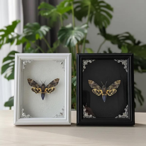 Framed Death's-Head Hawkmoth – Gothic Insect Specimen, Dark Decor