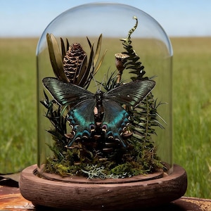 A Well-Preserved Butterfly Specimen: A Gift with a Touch of Life.