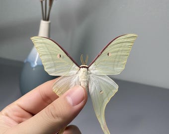 Genuine Luna Moth Specimen | Actias luna Green Dried Insect | Unmounted Butterfly for Taxidermy, Art, Teaching & Collection
