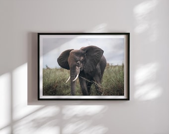 African Elephant Fine Art Print, Safari Wildlife Photography