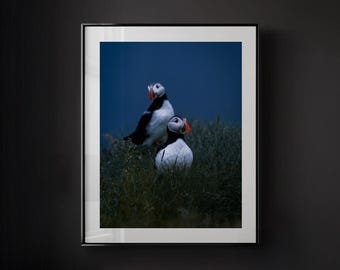 Atlantic Puffin Photography Print, Coastal Wildlife Art