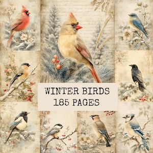 Puede incluir: Una hoja de collage digital con varias aves de invierno, incluyendo cardenales, arrendajos azules y pinzones sobre un fondo de pergamino vintage con texto manuscrito. El texto central dice WINTER BIRDS 185 PAGES en fuente de máquina de escribir.