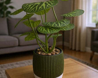 Minimalist flowerpot | Two-tone modern 3D-printed flowerpot | Design pot | Flowerpot