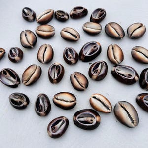 May include: A selection of brown and tan cowrie shells, of various sizes, arranged on a white surface. The shells have a smooth, polished exterior with a slit opening. Some shells show a glossy interior.