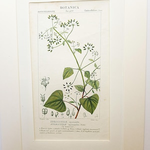 Op de afbeelding: Een ingelijste botanische illustratie van Hydroctyle spananthe, met gedetailleerde tekeningen van de bladeren, bloemen en zaden van de plant. Het kunstwerk, met wetenschappelijke labels, is ingelijst in een witte passe-partout.