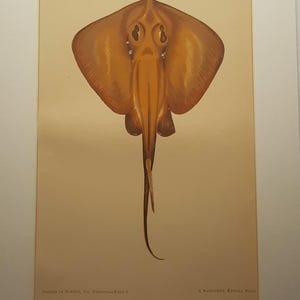 May include: A vintage-style print featuring a brown stingray illustration centered on a light tan background. The text at the bottom reads: Gervais et Boulart, Les Poissons-Tome I, J. Rothschild, Éditeur, Paris, 36. PASTENAGUE-Trygon pastinaca.