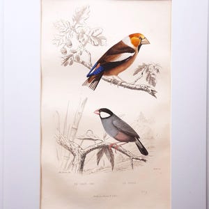 Op de afbeelding: Een ingelijste vintage-stijl print met twee vogels op takken. De bovenste vogel heeft een gele kop, bruine rug en blauwe vleugelaccenten. De onderste vogel is grijs met een witte wangvlek en roze snavel. Onderaan staat de tekst LE GROS BEC en LE PADDA.
