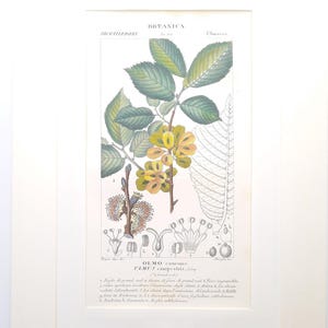Könnte beinhalten: Gerahmter botanischer Druck einer Ulme mit detaillierten Illustrationen von Blättern, Blüten und Samen. Der Druck enthält den Text "OLMO comune. ULMUS campestris" und weitere wissenschaftliche Anmerkungen, alles in einem weißen Rahmen.