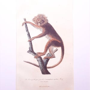 Può includere: Una stampa in stile vintage con un'illustrazione dettagliata di una scimmia dal pelo bruno-rossastro e scuro, appollaiata su un ramo d'albero. L'opera include il testo "Le Semnopitheque pyrrhus. Semnopithecus pyrrhus. Menf" e "Publie par Pourrat a Paris" in basso.