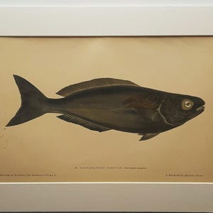 Op de afbeelding: Een wetenschappelijke illustratie in vintage-stijl van een donkergekleurde vis, gecentreerd op een crèmekleurige achtergrond en ingelijst in een witte passe-partout. De tekst "M. CENTROLOPHUS POMPILUS" en "J. Rothschild, Éditeur, Paris" staat onder de vis.