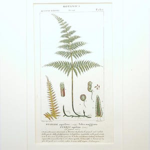Puede incluir: Ilustración botánica enmarcada de un helecho, Pteris aquilina, con dibujos detallados y texto en italiano. La obra de arte muestra la estructura de la planta, incluyendo raíces, frondas y esporas, con anotaciones científicas.