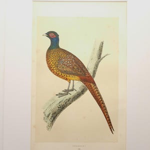 Antique c.1851 British Hand-Colored Bird Wood Engraving, Pheasant, F.O. Morris 1st Edition, A4 Matted