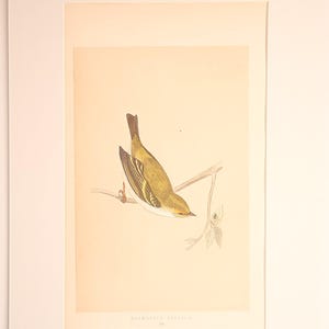 Pallas's Leaf Warbler (Dalmatian Regulus), F.O. Morris British Birds 1851 First Edition, Hand-Coloured Wood Engraving, A4 Matted