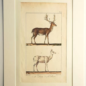 Op de afbeelding: Een ingelijste vintage zoölogische prent met twee illustraties van herten. De bovenste afbeelding toont een bruin gevlekt damhert met gewei, gelabeld 1. De onderste afbeelding toont een lichter gekleurd hert, gelabeld 2. De tekst onderaan luidt Le Daim, La Daine.