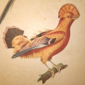 Original 19th-century “Le Coq de roche / Le Colloq”, hand-coloured bird engraving by Fauquet – Buffon bird series, antique print with mat