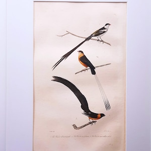 Veuves à queue pointue, Veuves à queue allongée et Veuves paradis, gravure d'oiseau ancienne coloriée à la main par Buffon (1837), ornithologie française, format A4 sous passe-partout