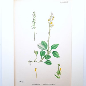 May include: A framed botanical illustration of Pyrola secunda, or Serrated Winter-green. The image features detailed drawings of the plant's leaves, flowers, and stems, with text including the plant's name and a reference number. The artwork is framed.
