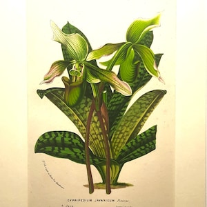 Op de afbeelding: Een botanische prent van de Cypripedium javanicum orchidee met groene en witte bloemen en gevlekte bladeren. De tekst onderaan luidt CYPRIPEDIUM JAVANICUM Reinw., Java., Serre chaude., VII, 703. De prent is ingelijst in een crèmekleurige passe-partout.