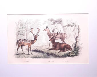 Gamo, ciervo macho y hembra, Buffon, grabado antiguo de mamífero coloreado a mano de 1845, A4 con paspartú.