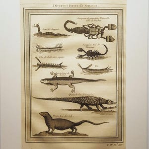May include: An antique-style print titled Diverses sortes de Serpens featuring black ink illustrations of various creatures including snakes, scorpions, a lizard, and a crocodile on aged paper, framed within a white mat board border.
