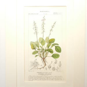 May include: Botanical illustration of Pyrola rotundifolia, featuring detailed drawings of the plant's leaves, flowers, and roots. The artwork is framed in a white mat, showcasing the delicate details and scientific accuracy of the botanical study.