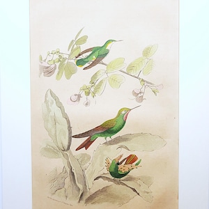 May include: A framed vintage botanical print featuring three hummingbirds in shades of green, red, and brown, perched on branches with leaves and small pink flowers. The print has a light beige background.