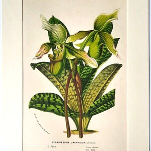 Java Slipper Orchid, Van Houtte, 1852 Antique Botanical Lithograph, Flore des Serres, A4 Matted