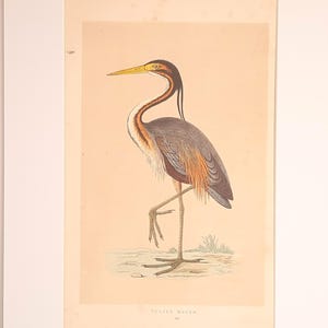 Peut inclure: Une estampe ancienne représentant un héron pourpré debout sur une patte, avec un long bec jaune, un plumage sombre et des plumes de cou brun-rouge. L'oiseau est illustré sur un fond beige clair avec le texte PURPLE HERON 107 en bas.