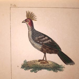 Könnte beinhalten: Detaillierte Illustration eines Vogels mit einem markanten Kamm und langem Schwanz. Der Vogel hat einen roten Kopf, einen grauen Körper und braune und grüne Akzente. Er sitzt auf einem kleinen, grünen, grasbewachsenen Hügel. Bild aus einem Vintage-Druck.