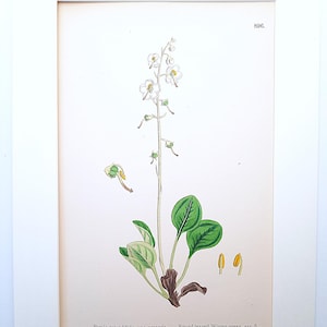 May include: An antique botanical illustration of Pyrola rotundifolia, var. arenaria, also known as Round-leaved Winter-green, var. β. The print features a detailed depiction of the plant with green leaves, white flowers, and seed pods. The number 896 is in the upper right corner.