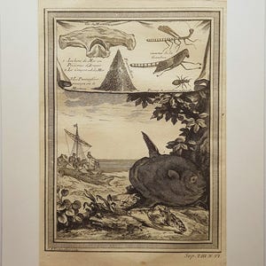 Op de afbeelding: Een zwart-wit gravure in antieke stijl met een hamerhaaikop, insecten en een maanvis op een strand. De prent bevat Franse tekstlabels, een zeilschip op de achtergrond en een decoratieve rand, gepresenteerd in een witte passe-partout.