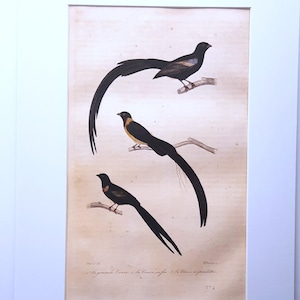 Veuve à queue pointue, veuve à collier rouge et veuve à longue queue, gravure d'oiseau ancienne coloriée à la main par Buffon (1837), format A4 sous passe-partout