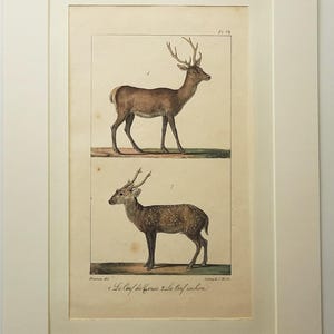 May include: A matted vintage-style print featuring two detailed illustrations of deer. The top image shows a brown deer with antlers, labelled 1. The bottom image shows a spotted deer with antlers, labelled 2. Text at the bottom reads Le Cerf de Corse 2 Le Cerf cochon.