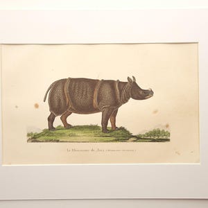 Op de afbeelding: Een antieke prent van een neushoorn, waarschijnlijk een Sumatraanse neushoorn, staand op een grasheuvel. De neushoorn is bruin met een getextureerde huid. De prent is ingelijst.