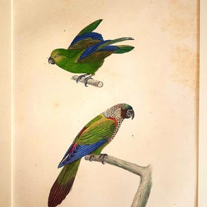 May include: An antique print featuring two colorful parrots perched on branches. The top parrot is green with blue wings, while the bottom parrot has green, red, blue, and brown plumage. The print is on aged paper.