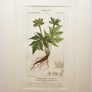 Könnte beinhalten: Botanische Illustration von Dorstenia contrayerva, mit einer detaillierten Zeichnung der Pflanze mit grünen Blättern, einem braunen Wurzelsystem und kleinen Blumendetails. Der Druck ist gerahmt.