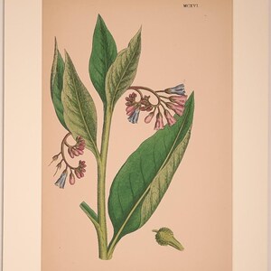 May include: A botanical print on a light tan background featuring a Common Comfrey plant with green leaves and clusters of small pink and blue bell-shaped flowers. The text "Symphytum officinale, var. patens. Common Comfrey, var. β." appears below.